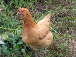 ���É��R�[�`���̎�