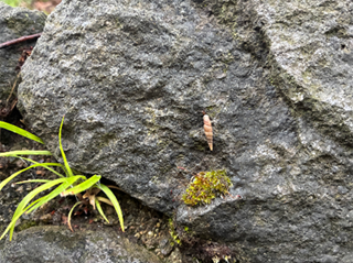 �l���R�g�b�v�摜