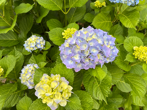 �l���R�g�b�v�摜