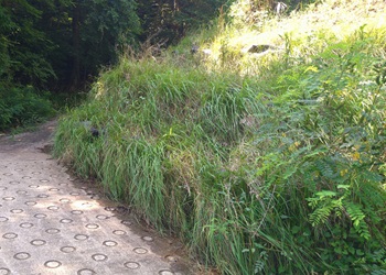 �O���[���o�b�O